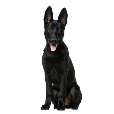 Black Alsatian Mascot