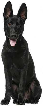Black Alsatian Pup